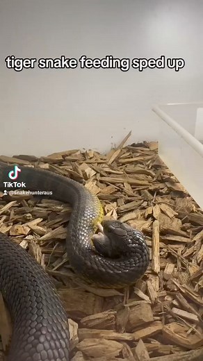 7.1K views · 31 reactions | Found a super old video of my snake eating now sped up. | The Snake Hunter | Facebook