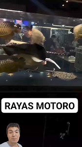795K views · 3.3K reactions | Rayas motoro apareandose  #aquarium #fish #stingray | Ralfish Acuarismo | Facebook