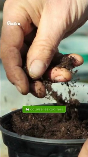 🌿 A potted basil... XXL version!