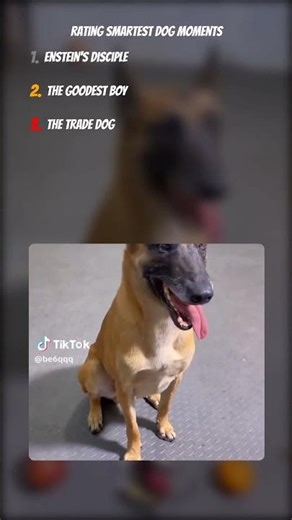 Top 3 Smartest Dogs