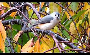 157K views · 8.9K reactions | You'll find the Tufted Titmouse readily...