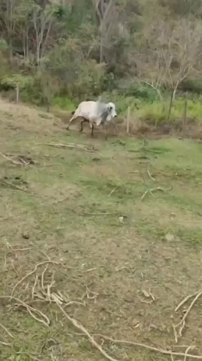 Du do gado no TikTok