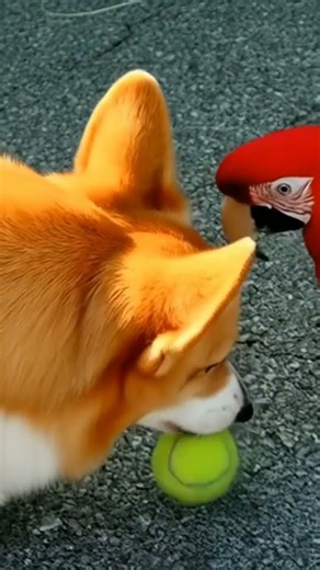 A parrot and dog playing together #parrot #dog #cute