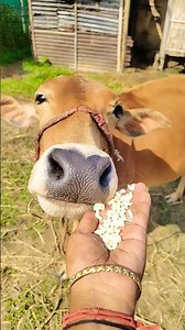 #cow #animals #funny #cowlover #comedy @chumkimohanta3679