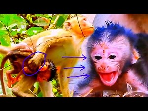 Oh No! Mama Monkey Carries Baby Wrong – Scared Newborn Clings Tight! Heart Stopping Moment!