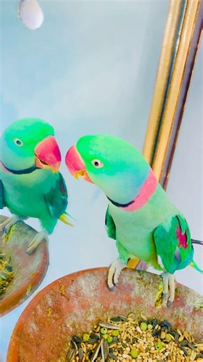 Indian Ringneck parrot video # Talking parrot video #viralvideo #nonstoptalkingparrot #talkingparrot