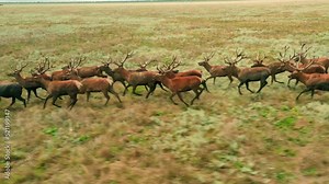 Wild deer animal nature wildlife roe hunter herb family running