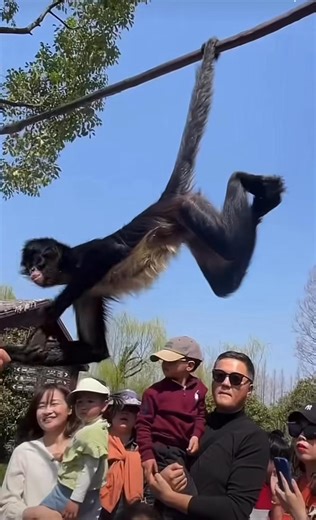 13K views · 134 reactions | Meet Doudou! A spider monkey at #ShanghaiSafariPark #ShanghaiVibes | ShanghaiEye | Facebook
