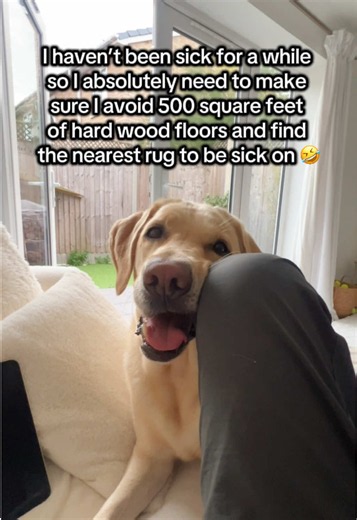 Funny Labrador Gets Sympathy Instead of a Scolding