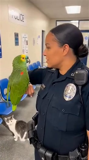 2.7K views · 48 reactions | This Amazon parrot has no filter 列 He flirts with a police officer right in front of a jealous cat — and chaos follows. The officer can’t stop laughing, the cat is furious, and the parrot just keeps roasting. One of the funniest pet moments you’ll see today. #FunnyAnimals #ParrotComedy #usareels #JealousCat #PetVideos #AnimalLaughs | Funny parrot Talk | Facebook