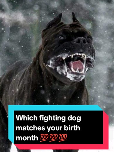 Fighting Dog Match by Birth Month