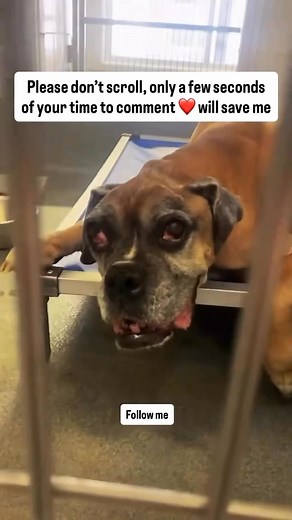 Follow me please #dogtraining #petlover #puppydog #dogwalking #dogfriendly #dogtrainer #doggram #dog #nationalpetday #dogsofinstagram #doglover #pet #dogstagram #puppy #puppylove #dogoftheday #pets #petlovers #doglife #doglovers #animal #dogphotography #petstagram #instadog #goldenretrieversofinstagram #puppiesofinstagram #petsofinstagram #puppies #happydog #rescuedog | Dogs love