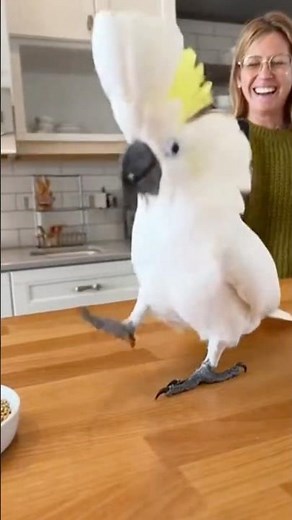 You Won’t Believe How This Parrot Dances!