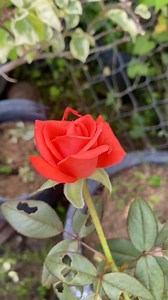 1.1M views · 12K reactions | Try stimulating rooting for roses with bananas part 1 reels Contents\Gen2 Drive\Mom D:\Mom @treeplantingideas\60 Contents\4a- | DecCheer | Facebook