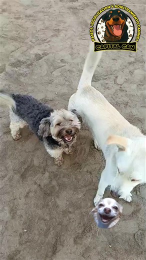 Pequeñitos pero llenos de energía 🐶💛 Hoy nuestros peluditos chiquitos caminaron, jugaron y se divirtieron como siempre socializando con otros peluditos ✨🐾 ¡Mini patitas, grandes aventuras! #Cachorritos #DogTok #PeluditosFelices #PerrosDeTikTok #DogLovers