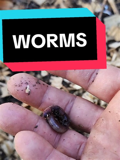 Discovering Worms in Wood Mulch