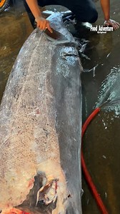 172K views · 1K reactions | Shocking scales peeling off this fish like snake skin  #SeafoodMagic #FishMarket #OddlySatisfying | Food Adventure | Facebook