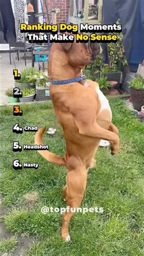 Random Dog Moments That Make No Sense
