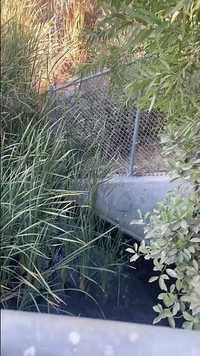 Shrek (2001) Opening theme music (Real life version)