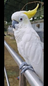 31K views · 1.2K reactions | Beautiful Cockatoo Sulphur-crested...