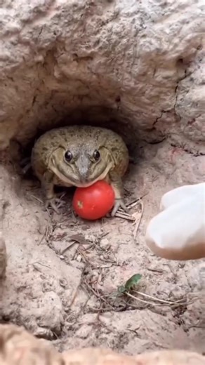 Wait for the end... 💀😂 | #shorts #funny #comedy #memes #scarymeme #relatable #reaction #last2team