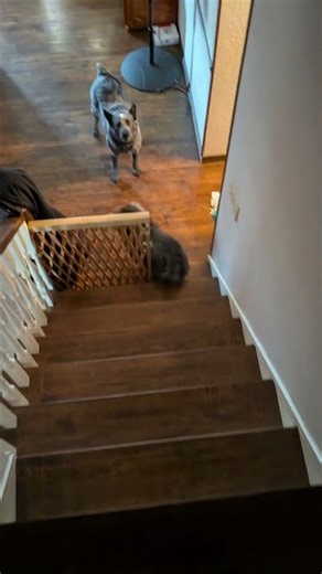 Pepper navigating stairs #schnoofertons #schnoodles #goodycustompetcollars #phatdaddio #pepper #dog