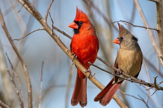 13 Birds That Spend Their Winters in Oklahoma