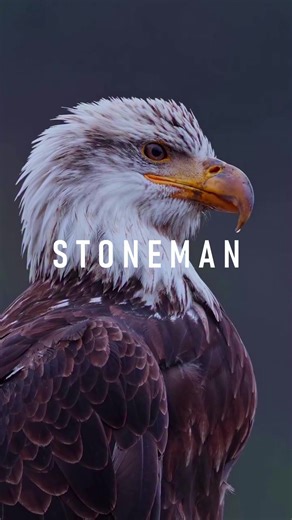 ¿Te HABLA o solo te RESPONDE? . Si alguien quiere estar contigo, inventa el tiempo; si no, inventa excusas. Deja de vivir de falsas ilusiones y entiende la diferencia: no es lo mismo que te hablen por interés a que solo te respondan por educación. Este video es un llamado a elevar tus estándares: no te conformes con migajas ni aceptes un