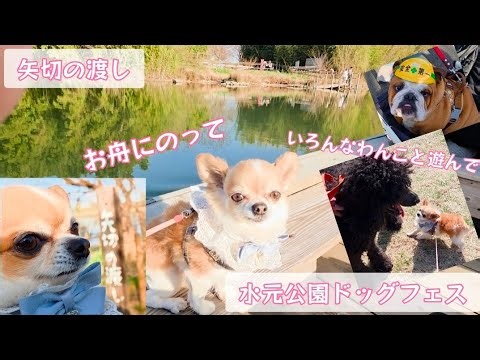 矢切の渡し&水元公園ドッグフェス♥️可愛い子たくさんっ
