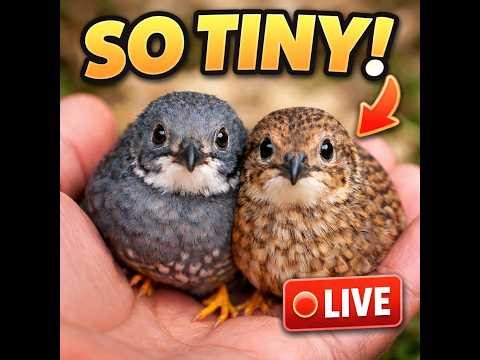 Overnight bird watch - Featuring adorable button quail!