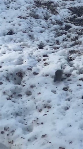 Mickey #mouse #quick #move #rally #2026 #fyp #viral #goviral #