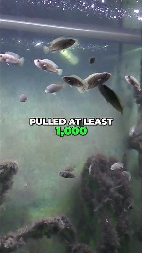 Shell Dwellers Breeding Like Crazy!