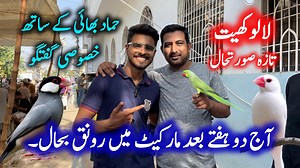 24K views · 342 reactions | Lalukhet birds market 2024 latest update in Urdu Hindi | Birds market in Karachi here you can find cocktail parrots budgies parrots lovebirds mutation java sparrow zebra finch bird diamond dove bird lady gouldian finch etc everything you can find here in Lalukhet Sunday birds market Karachi Pakistan. #lalukhetbirdsmarket #karachibirdsmarket #sundaybirdsmarket #apnabirdscenter #owaiskhan #birds #foryou #fyp #viral | Apna Birds Center | Facebook