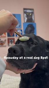 Spawday at Gaston! 🛁✨ A couple of weeks ago, mom and I visited a real dog spa!! and I got a spawday with extra everything, very relaxing! (Even if the bath wasn’t a favorite 😅) I even brought my own brand, @spawday and now it’s available at Gaston so more doggos can enjoy the same cozy Sunday spaw routine as me 🫧🤍 And yes… I also had to try a donut from their bakery 🍩🐾 Ad for my own brand Spawday and a collaboration with Gaston | Elvisbatzthelab