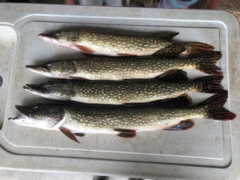 How to get boneless northern pike filets (Clean & Cook)