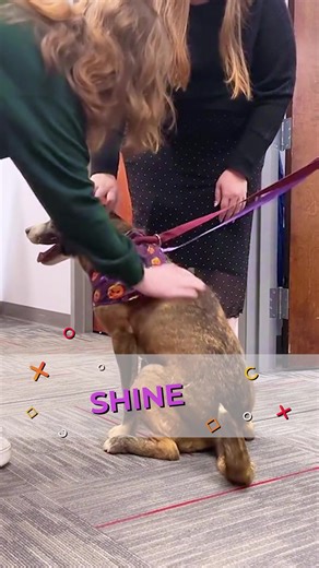 1.5K views · 29 reactions |  Adoptable Dog Alert! Meet Shine, a 1-year-old sweetheart from Franklin County Humane Society. She’s great with dogs, walks like a champ on a leash, full of love and ready for her forever home.  Visit Franklin County Humane Society to meet Shine today! #AdoptShine #RescueDog | WFXR News | Facebook