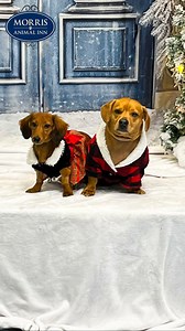 Paw-liday magic in the making! Here's a behind the scenes look from our Holiday Photoshoot in Montville today 🎅⛄ | Morris Animal Inn
