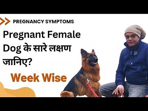 How to check Female Dog's Pregnancy | All Symptoms | Week Wise Changes | Baadal Bhandaari