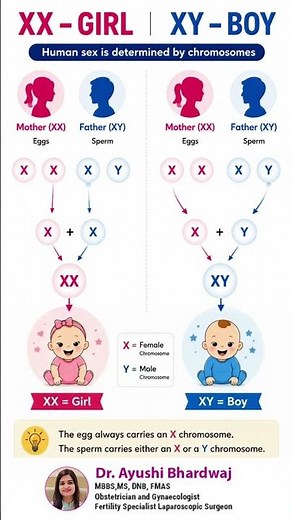 Who Determines a Baby's Gender? XX & XY Chromosomes Explained