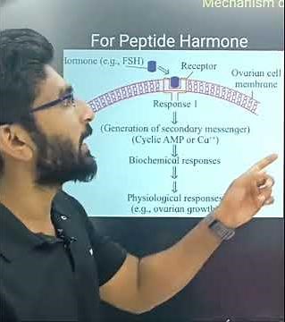Mechanism of Harmone action || Class 12 || control and coordination|| MHTCET|| NEET