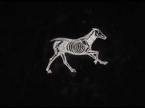 skeletal horse animation test