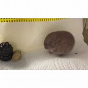 This tiny juvenile vole measures 2 inches long from tip of nose to base of tail. Moles and voles are commonly confused. Voles have small eyes, moles have very small eyes. Voles have small but noticeable ears while moles have no external ears. Voles have furry noses while moles have a hairless pointed nose. Voles have small mouse-like feet while moles have large front feet that are turned sideways. This little visitor is doing well and will be released soon. #millstonewildlife #nhwildlife #wildli