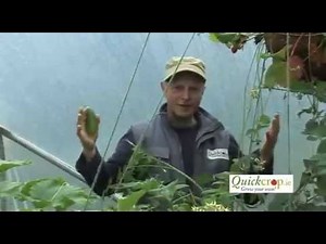 Growing Vegetables In A Polytunnel