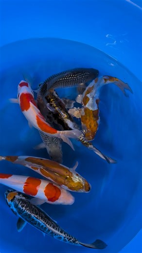 24 reactions · 3 comments | Koshiji has to be one of our favorite farms to visit. Check out these bowls we hand picked. All are nisai, and ungendered. Our favorites have to be the doitsu tancho kohaku and the tancho ki kikokuryu | Dragons Gate Koi-USA | Facebook