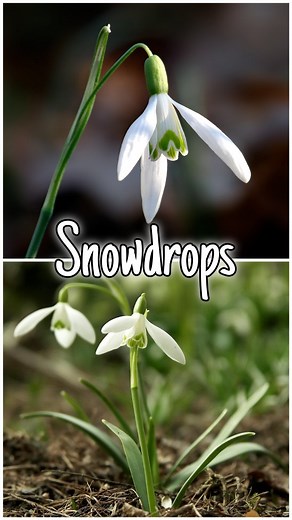 Snowdrops: Beautiful & Toxic Winter Flowers 🌸 Snowdrops may be one of the first signs of spring, but did you know these stunning winter flowers are also toxic? Despite their beauty, they contain compounds that can be harmful if consumed—but they also hold a surprising medicinal secret! Snowdrops contain galantamine, a compound used in the treatment of Alzheimer’s disease. In this short video, discover the fascinating history, hidden dangers, and potential benefits of these iconic flowers. A mus