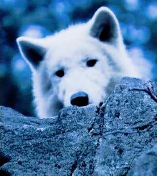 🐩🐩A homeless girl encounters a pack of wolves in the wild #movie #film #kdrama