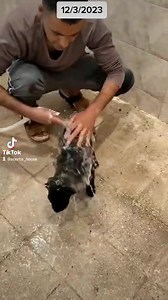 Acerta House Kennel on Reels