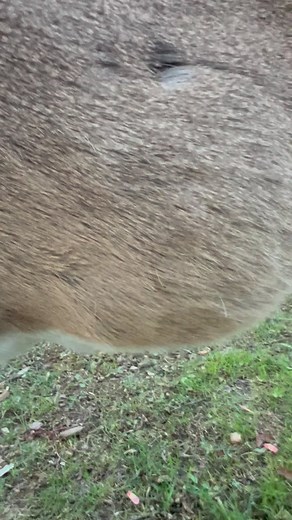 3.6K views · 488 reactions | Good morning baby Peanut樂樂歷 #trails #hiking #Cats #Dogs #HikingWithCats #ASMR #Animals #GoldenRetriever #HikingWithDogs #deer #Nature #thedodo #funny #asmrsounds #asmrfood | Brown Hiking Trails | Facebook