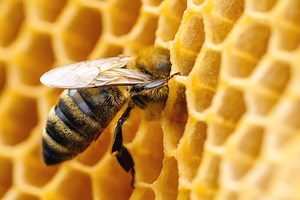 Can You Eat Honeycombs? (Benefits & Risks) - LearnBees
