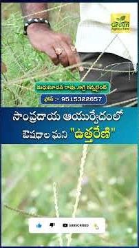 ఆయుర్వేద శాస్త్రం లో అత్యంత ఆరోగ్య రక్షణ గా ఉత్తరేణి ప్రథమ స్థానం కలిగి ఉంది..ఆ వివరాలు...